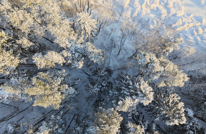 Miško slėnio aplinka