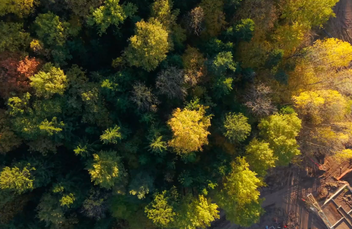 Miško slėnio aplinka